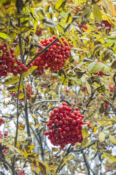 Красная ягода на осеннем дереве — стоковое фото