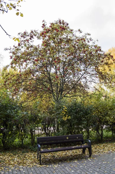 Sonbahar parkta Kuzey Tushino, Moskova, Rusya Federasyonu — Stok fotoğraf