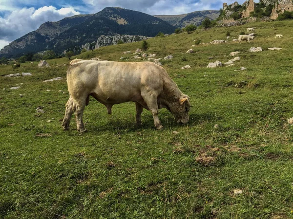 Dağ İspanya inek ile
