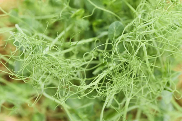 Healthy organic food. Young pea tendrils close up texture