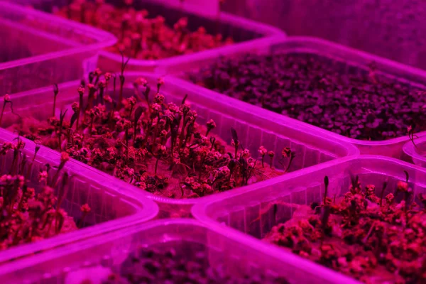 Indoor vegetable garden. Microgreens sprouting in water in plast