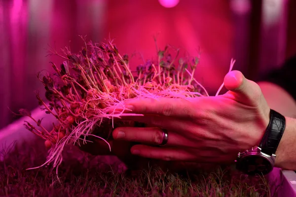 Indoor mustard microgreens growing concept. Man hands with young