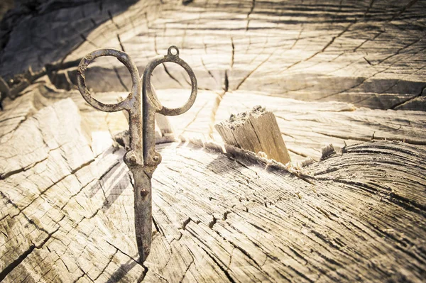 Schere auf Holz genagelt — Stockfoto