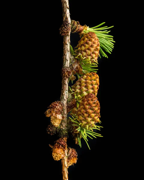 Üç Japon Larch meyve.