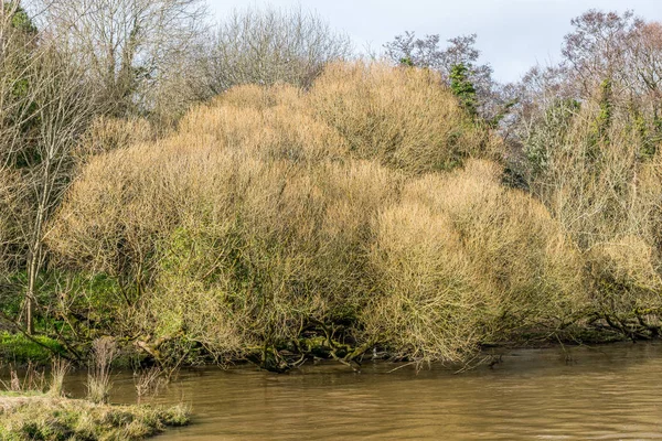 Söğüt ağacı üzerinde nehir Doon, Ayr.