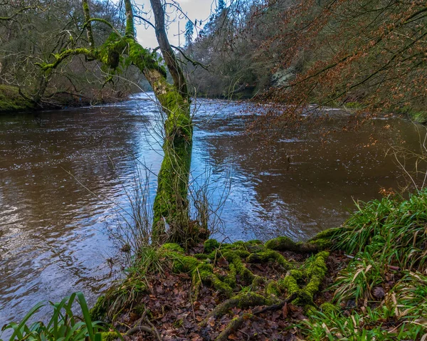 Ağaç ve kökleri yosun kaplı.
