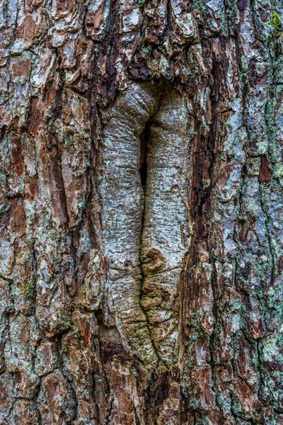 Eichenrinde und Auge. — Stockfoto