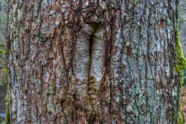 Meşe Barka ve göz.