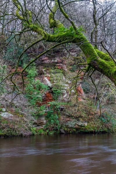 Ayr gorge cliff ve ağaç gövde.