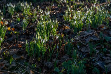 Kardelen arkadan aydınlatmalı bahar.