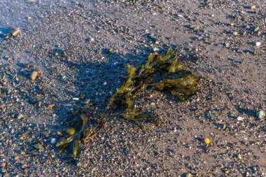 Deniz yosunu ve çakıl.