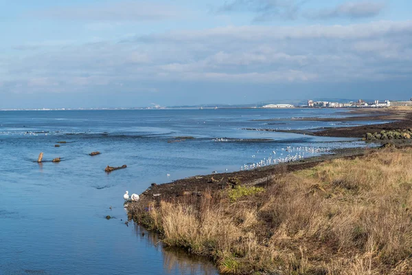 Línea costera de Ayr y aves marinas . — Foto de Stock