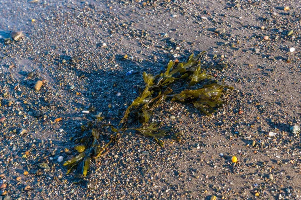 Deniz yosunu ve çakıl.