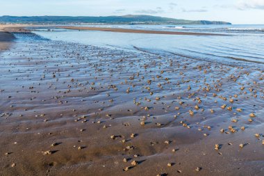 Solucan atmalarını Ayr sahilde.