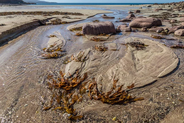 Deniz yosunu ve akış.