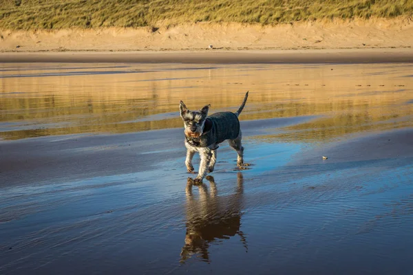Cruden Bay Beach Schnauzer.