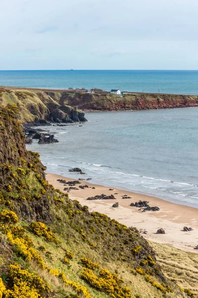 St Cyrus cliff ve burun.