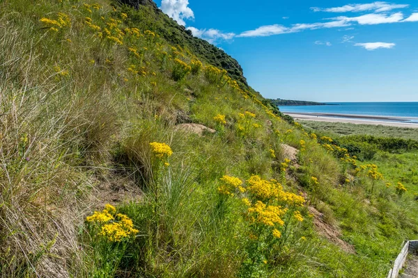 St Cyrus, bodur uçurum.