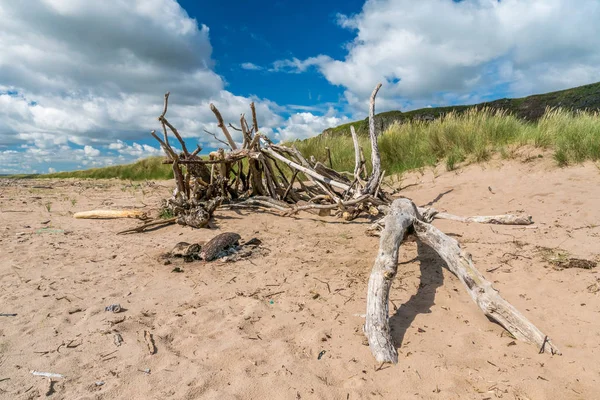 Naplavené dříví na pláži St. Cyrus. — Stock fotografie