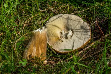 Çörek Edulus kap ve SAP.