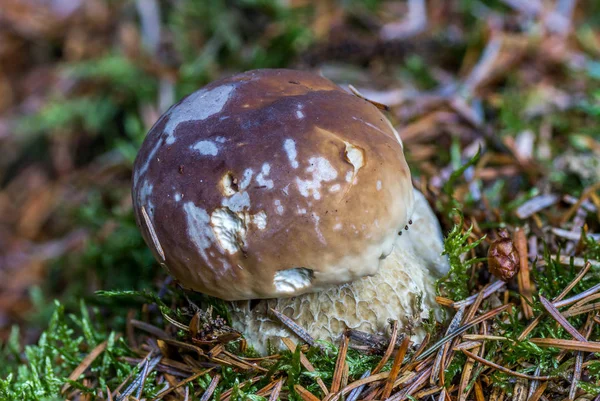 Boletus Edulus на лесной подстилке . — стоковое фото