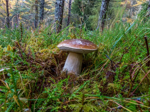 Boletus Edulus на лесной подстилке . — стоковое фото