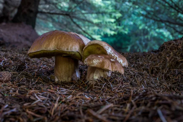 Grupo Boletus Edulus en el suelo forestal . —  Fotos de Stock