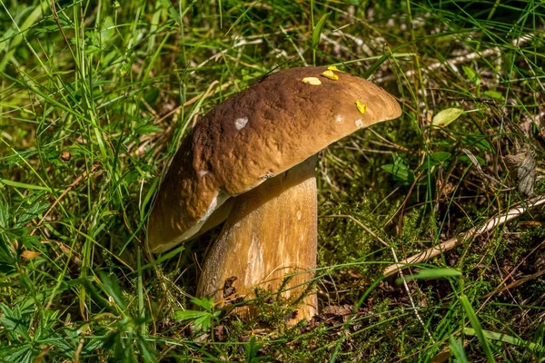 Çörek Edulus orman katta.