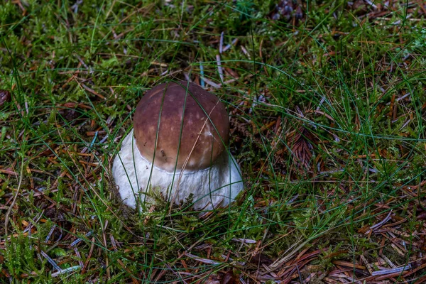 Boletus Edulus en el suelo del bosque . — Foto de Stock