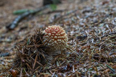Amanita Muscari mantar orman katta.