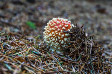 Amanita Muscari mantar orman katta.