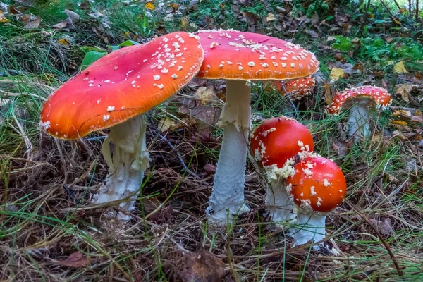 Amanita Muscari Group em um chão de floresta . — Fotografia de Stock