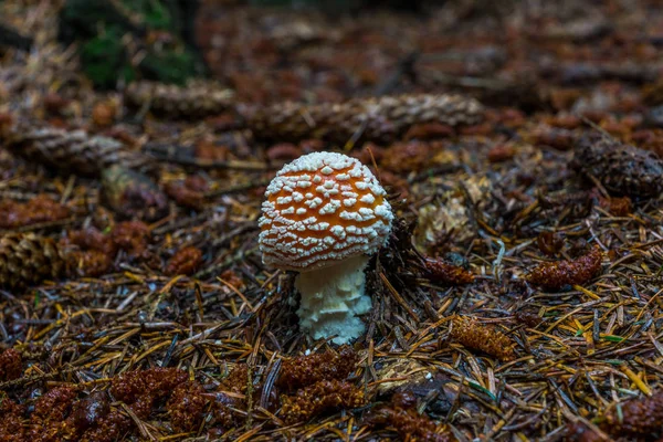 Amanita Muscari mantar orman katta. — Stok fotoğraf