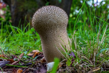 Calvatia Excipuliformis bir ahşap zemin üzerinde.
