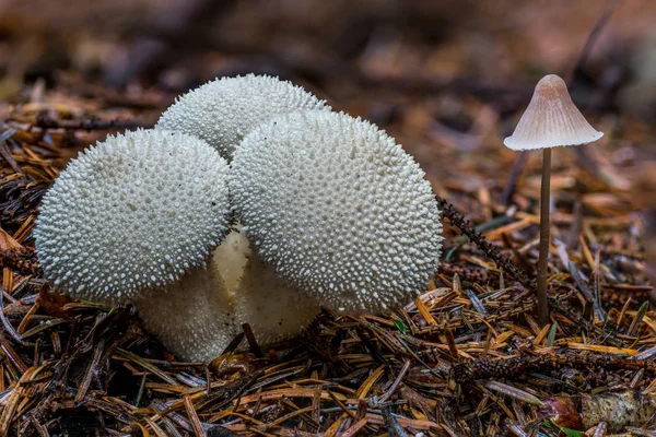 Lycoperdon Perlatum, una especie de hongo inflable . —  Fotos de Stock