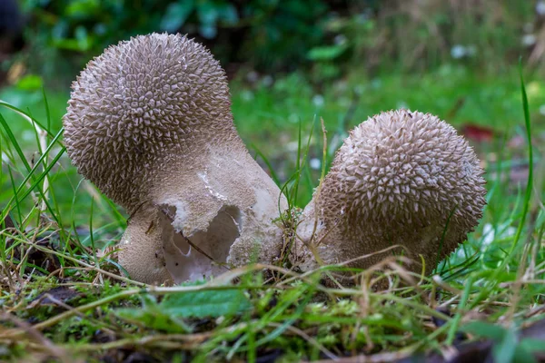 Кальвация Excipuliformis на деревянном полу . — стоковое фото