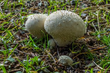 Lycoperdon Perlatum, bir tür kurtmantarı mantar.