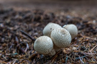 Lycoperdon Perlatum, bir tür kurtmantarı mantar.