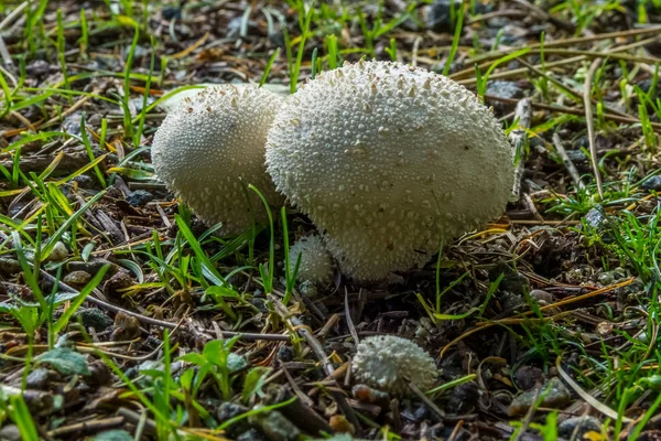 Lycoperdon Perlatum, свого роду дощовик гриб. — стокове фото