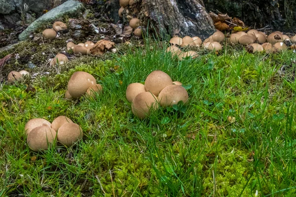 Lycoperdon Pyriforme veya çim arasında ortak earthball. — Stok fotoğraf