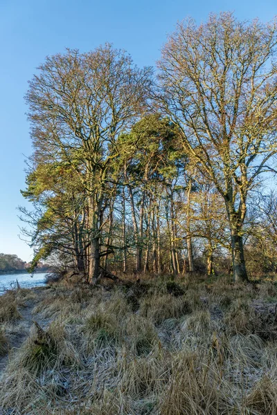 Δέντρα οξιάς και τα πεύκα δίπλα από τον ποταμό Dee. — Φωτογραφία Αρχείου