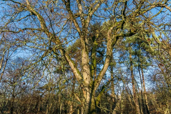 暖かい冬の日光で英語の樫の木. — ストック写真