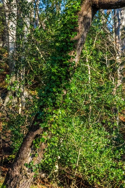 Kalın Ivy bir ağaç gövdesi kadar büyür.