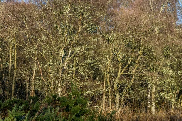 River Dee ağaçlarıyla kaplı liken.