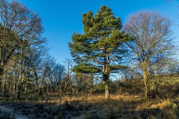 Yalnız çam ağacı kış güneşte.