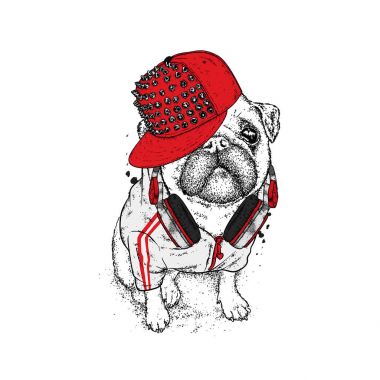 Bir ceket, sivri ve kulaklık ile bir kap içinde güzel boksör. Vektör çizim bir kartpostal veya poster, giysiler için yazdırma için. Köpek hippi giysili. Moda ve stil. Komik köpek yavrusu.