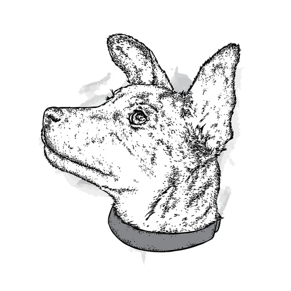 Un perro hermoso con un collar. Lindo cachorro. Ilustración vectorial para una postal o un póster, impresión para ropa . — Archivo Imágenes Vectoriales