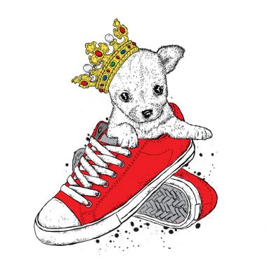 Bir taç ile sevimli bir köpek spor ayakkabı içinde oturur. Burçak gösterim amacıyla kartpostal veya poster, elbiselere yazdırın. Safkan köpek. Chihuahua.