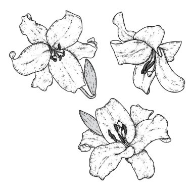 Güzel zambaklar. Vektör çizim. Narin çiçekler. Vintage kartpostal, poster ya da giyim baskı.