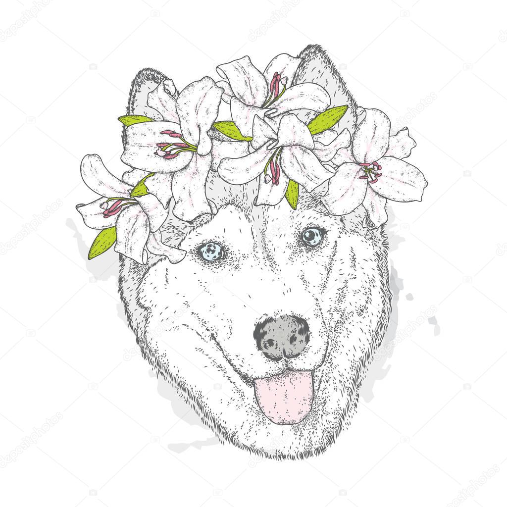 Beautiful Husky in a wreath of lilies. Lovely puppy in a flower wreath. Pedigree dog. Vector illustration for a postcard or a poster, print for clothes.